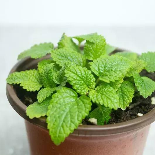 适合室内养的50种植物驱蚊,适合家里养的驱蚊的植物