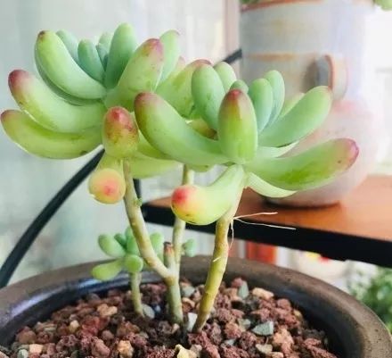 多肉长气根的原因及治疗,为啥多肉杆上长须根