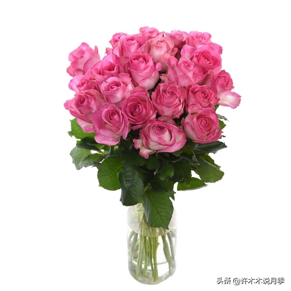 切花大全100种,鲜花大全50种花的花语