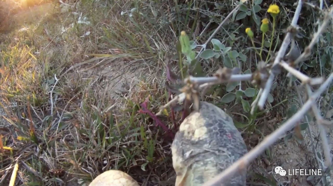 龟中“考拉”，请别让我们的孩子在博物馆见到它们...