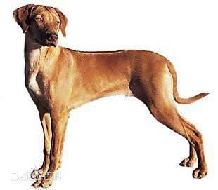 宠物狗大全免费观看,什么狗最好养又听话又聪明大型犬