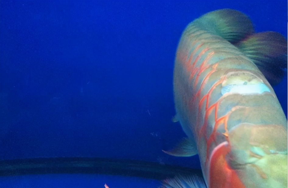 龙鱼疾病治疗视频,龙鱼常见病100种