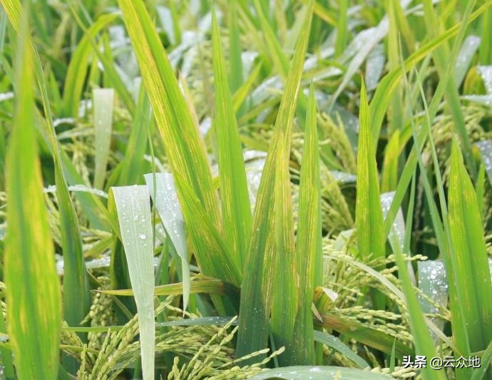 水稻早衰图片,水稻早衰的原因及解决方法