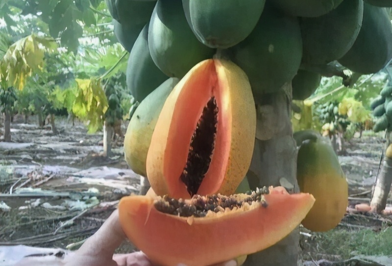 木瓜栽培技术和管理方法农技学堂,木瓜种子从发芽到采收要多久