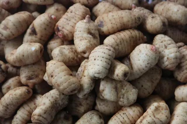 遵义娄山天麻,贵州遵义天麻虫草液