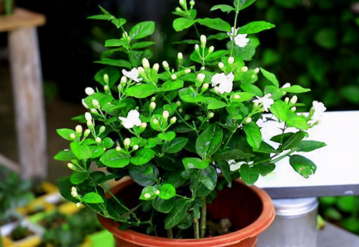 新手应该掌握的12个养花技巧,养花技巧记住这4点才算入门