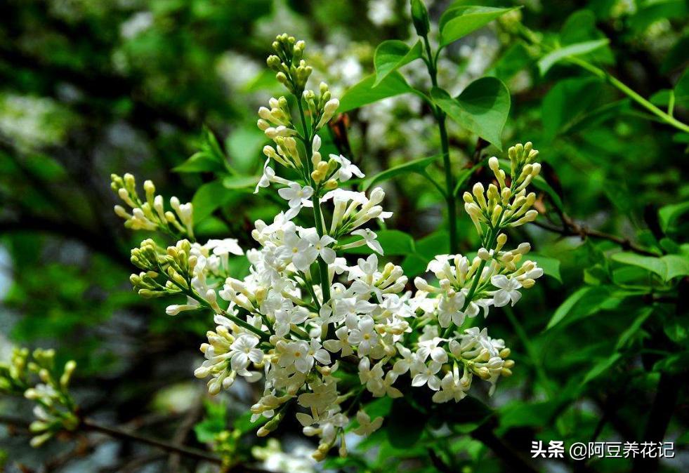 木樨科的花花“真乖”，一朵朵开花不断，越来越爱