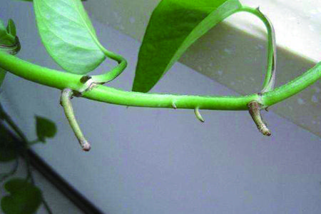 绿萝的枝条长得太长敢剪掉吗,绿萝枝条上的气根能剪掉吗