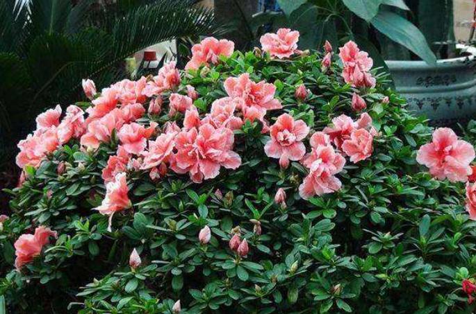 养好杜鹃花有2个条件,用什么方法养好杜鹃花盆栽