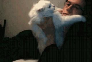 猫打喷嚏流鼻涕是猫瘟吗,猫连续打喷嚏就是猫鼻支吗