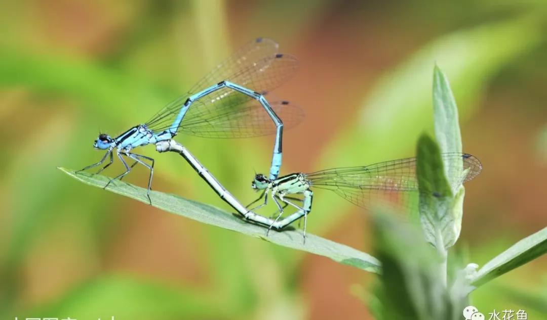 鱼苗消毒和病虫防治,水花鱼苗气泡病发病原因