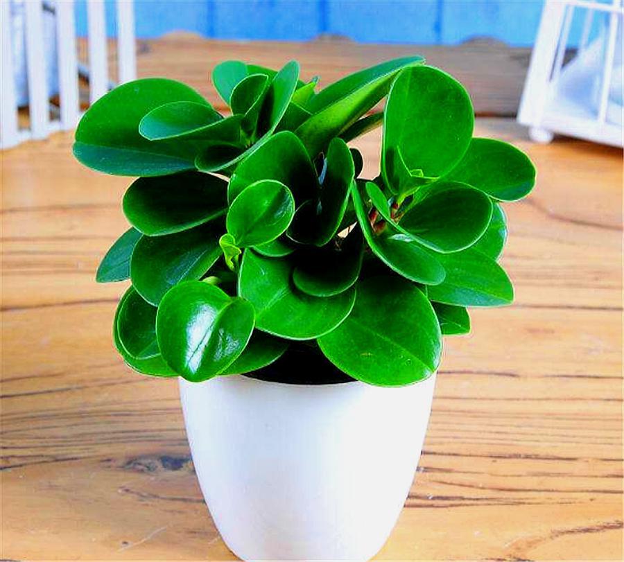 家里养什么大绿植最好养又招财,最适合在客厅养的易存活绿植