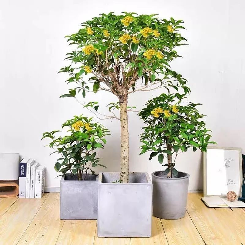 养花公认最美4种花满屋飘香,公认最好养的五种花