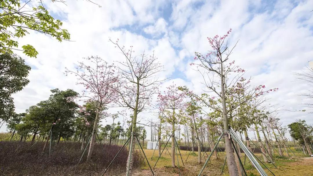 免费+湿地公园+花海栈道…珠澳市民新的休闲好去处