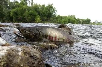 硬饵竿与软饵竿的区别,硬竿跟软竿的感度区别