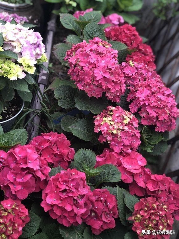 绣球怎么修剪才好,绣球的正确修剪方法