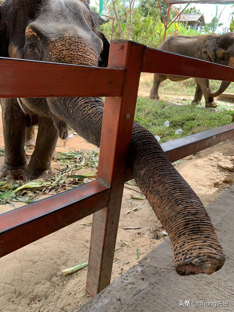 泰国普吉斯米兰跟团浮潜,泰国普吉岛自由潜水皇帝岛
