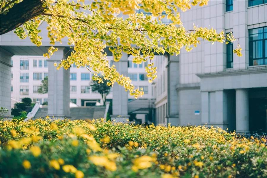 最美校园免费观看,最美校园银杏