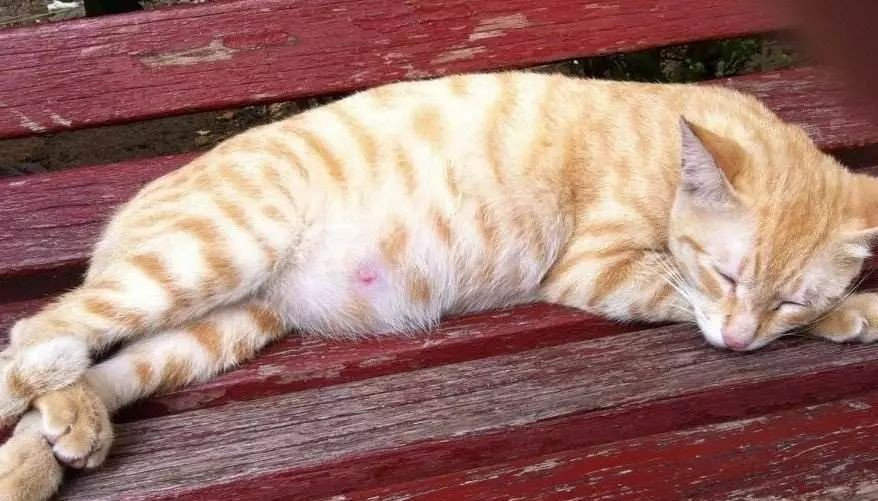 猫咪怀孕每天上蹿下跳会流产吗,猫咪流产怎么帮忙排出死胎