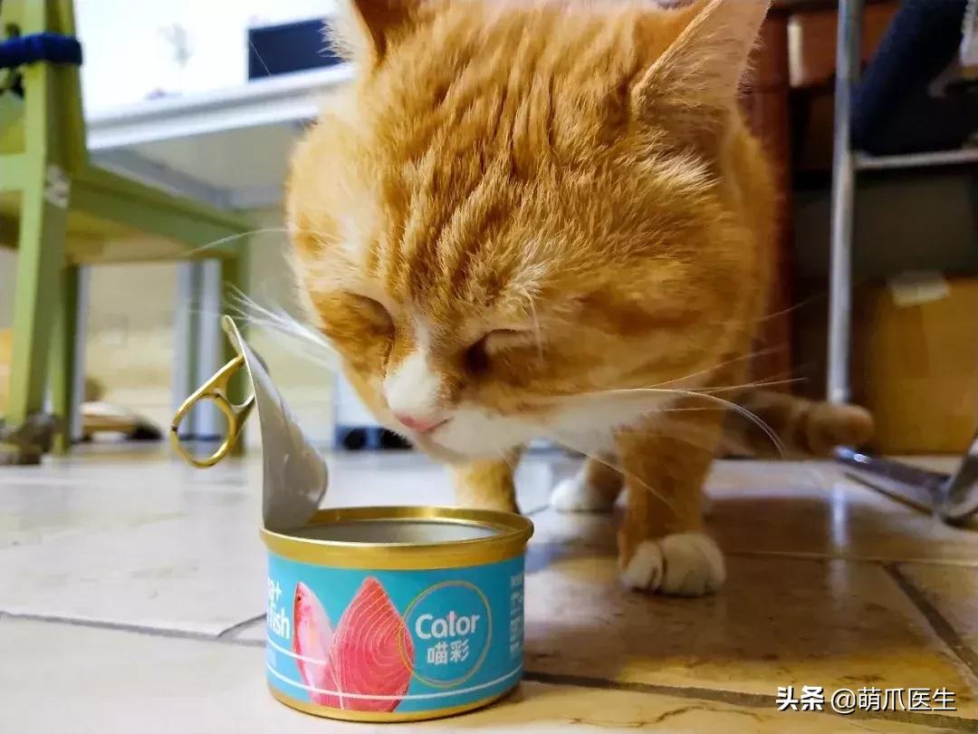 如何促使猫咪喝水,猫咪喜欢喝水吗