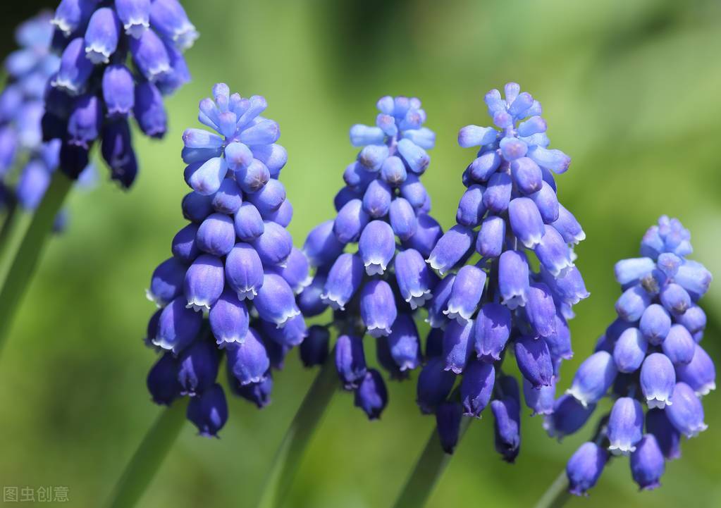那些令人赞叹的庭院花卉,5种庭院生活方式的花卉