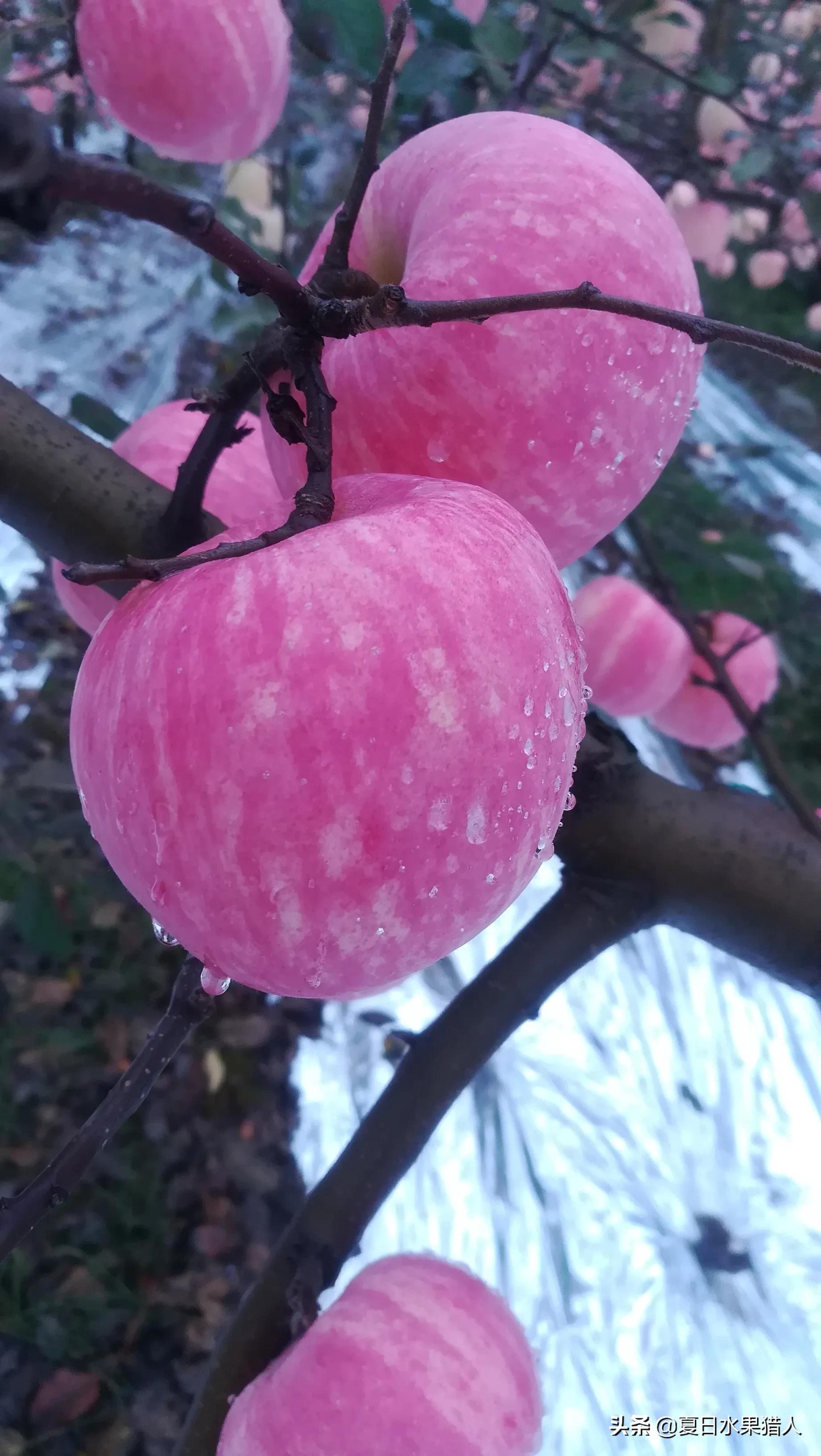苹果期货操作建议,苹果期货最新操作建议