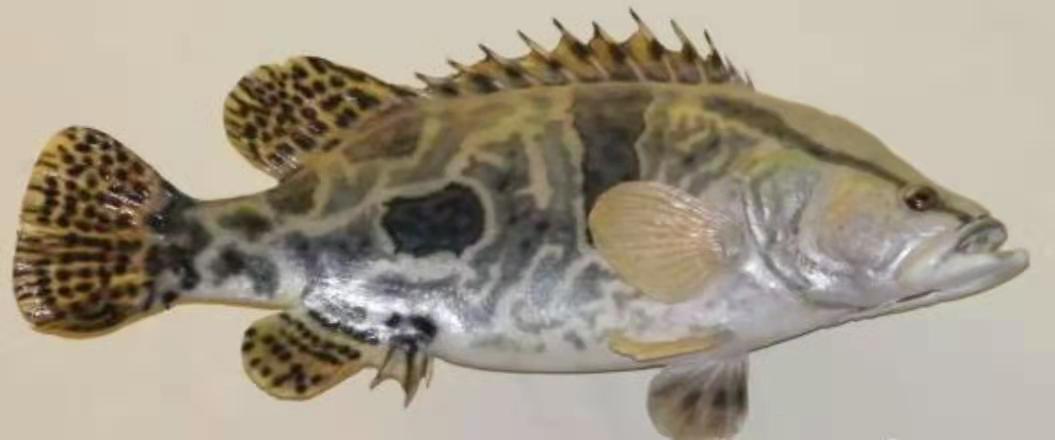 泰国虎鱼养殖价格,泰国虎鱼用多大缸养