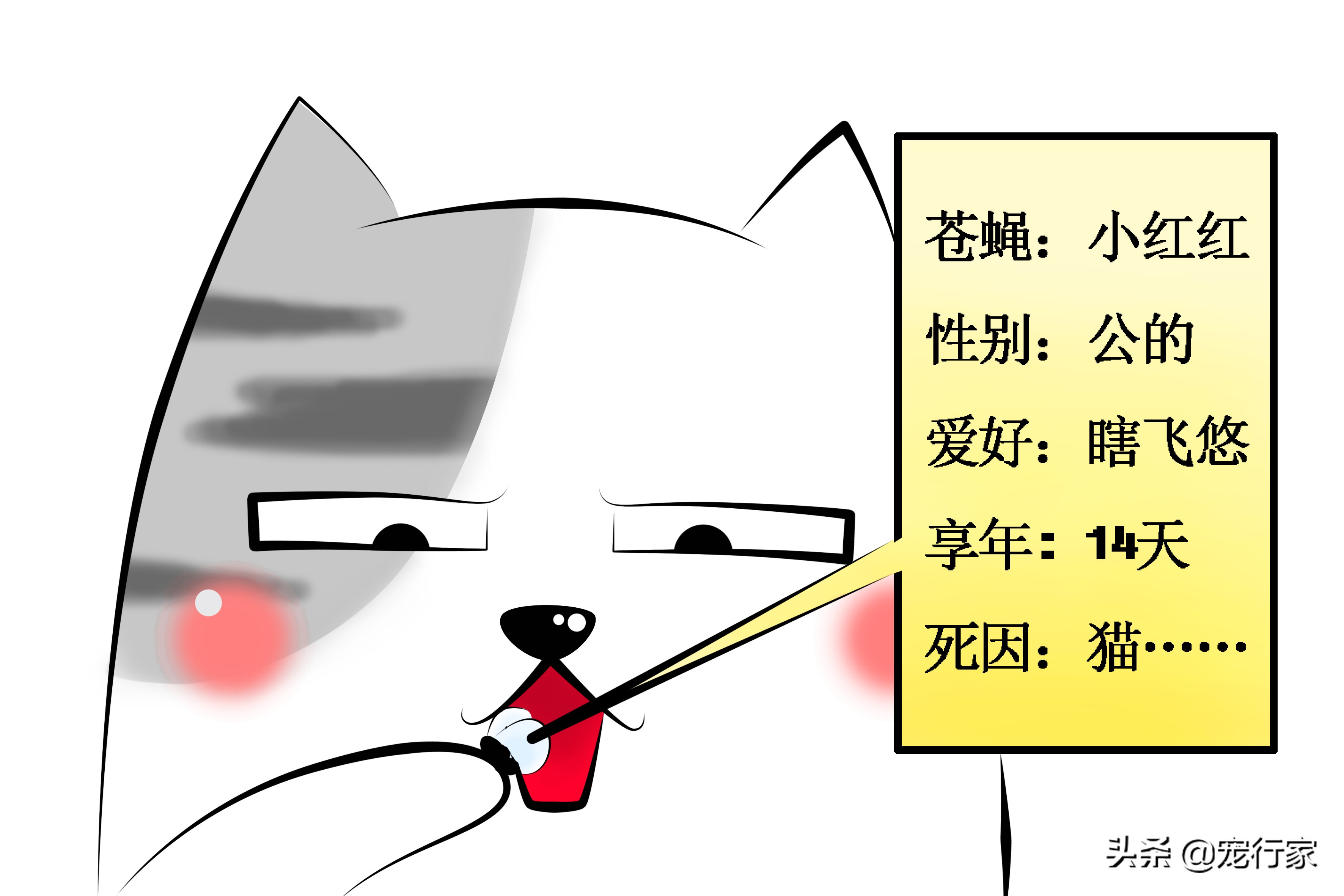 看着猫咪吃美食,看着猫咪吃老鼠猫咪会牙齿软吗