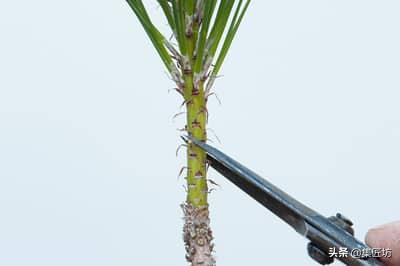 黑松盆景摘芽拔针图解 (黑松盆景针芽怎样修剪)