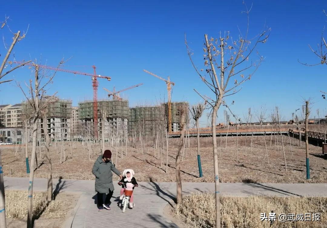 嘘！听说武威有棵树，四个人都抱不住