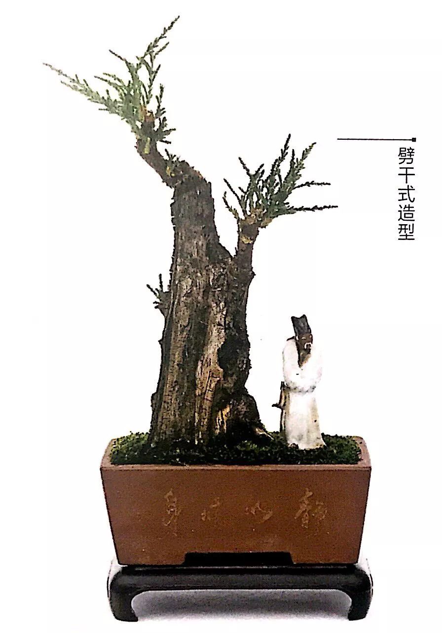 100种盆景造型欣赏,园林盆景微型盆景