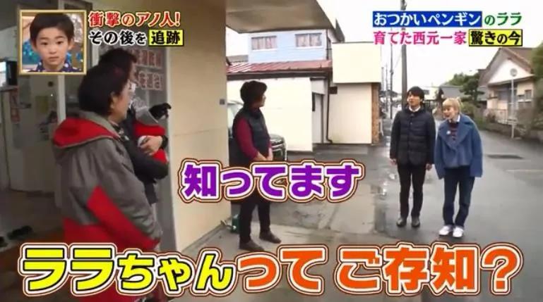 去世的小企鹅,死去的南极企鹅