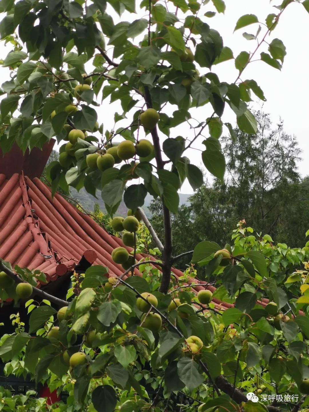 京西小九寨百瀑谷,京西双龙峡小火车图片