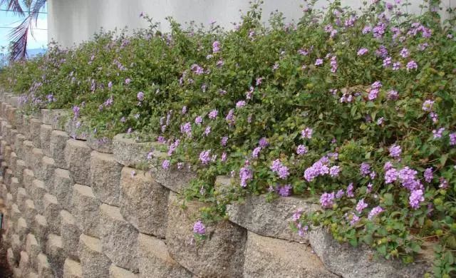干货分享种植小技巧,混合花境设计与种植建议