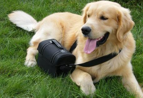 狗狗足部清洁用什么好,狗狗的护理部位有哪些