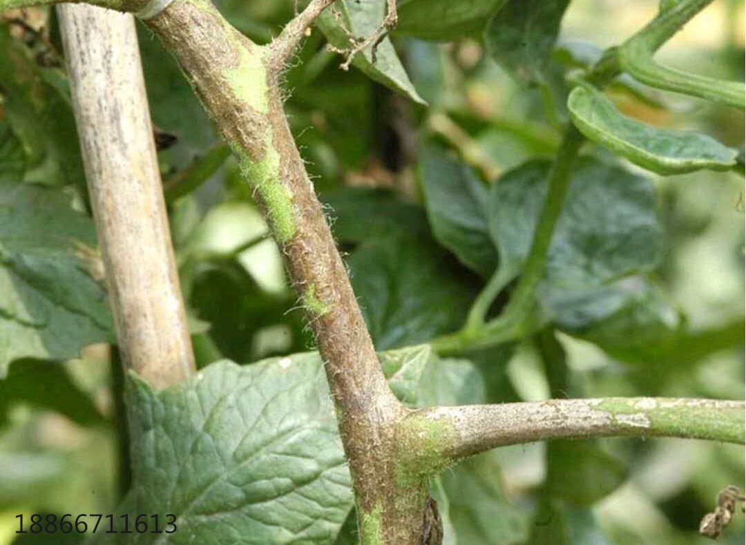番茄茎杆变黑枯萎怎么回事,番茄黑茎病怎么治