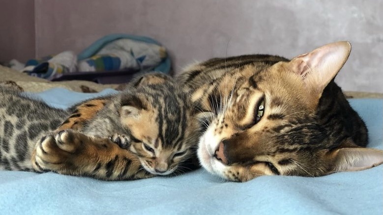 宠物问诊猫咪,猫咪一只眼睛红肿而且总是眯起来