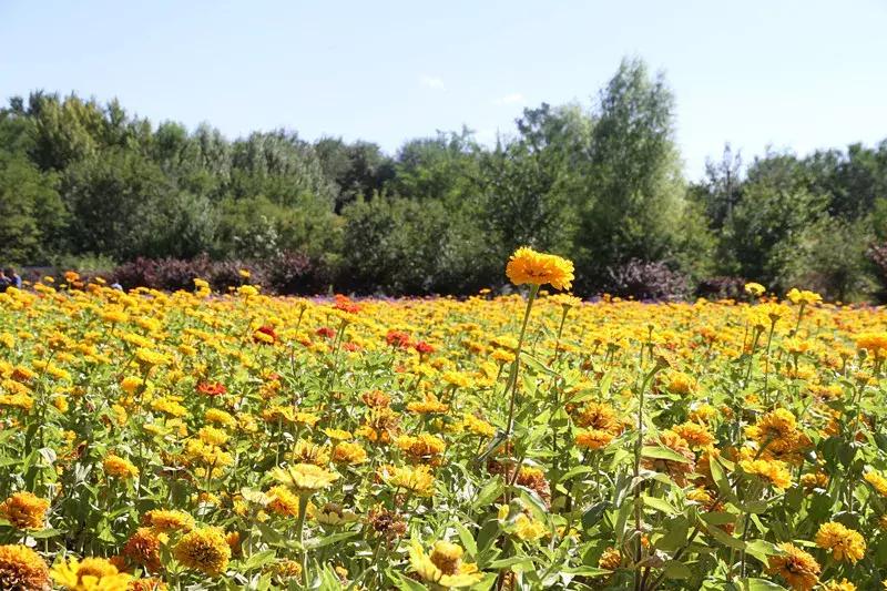 包头市新花海景点,包头最美的地方