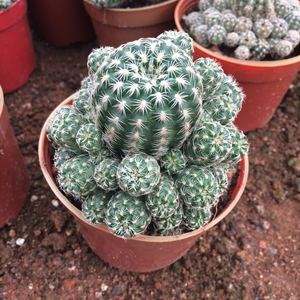 148个仙人球品种大全,100个仙人球品种