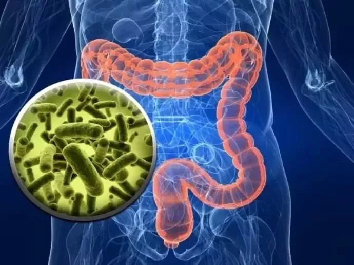 高血压会引起肠道菌群紊乱吗,高血压和肠道菌群的关系