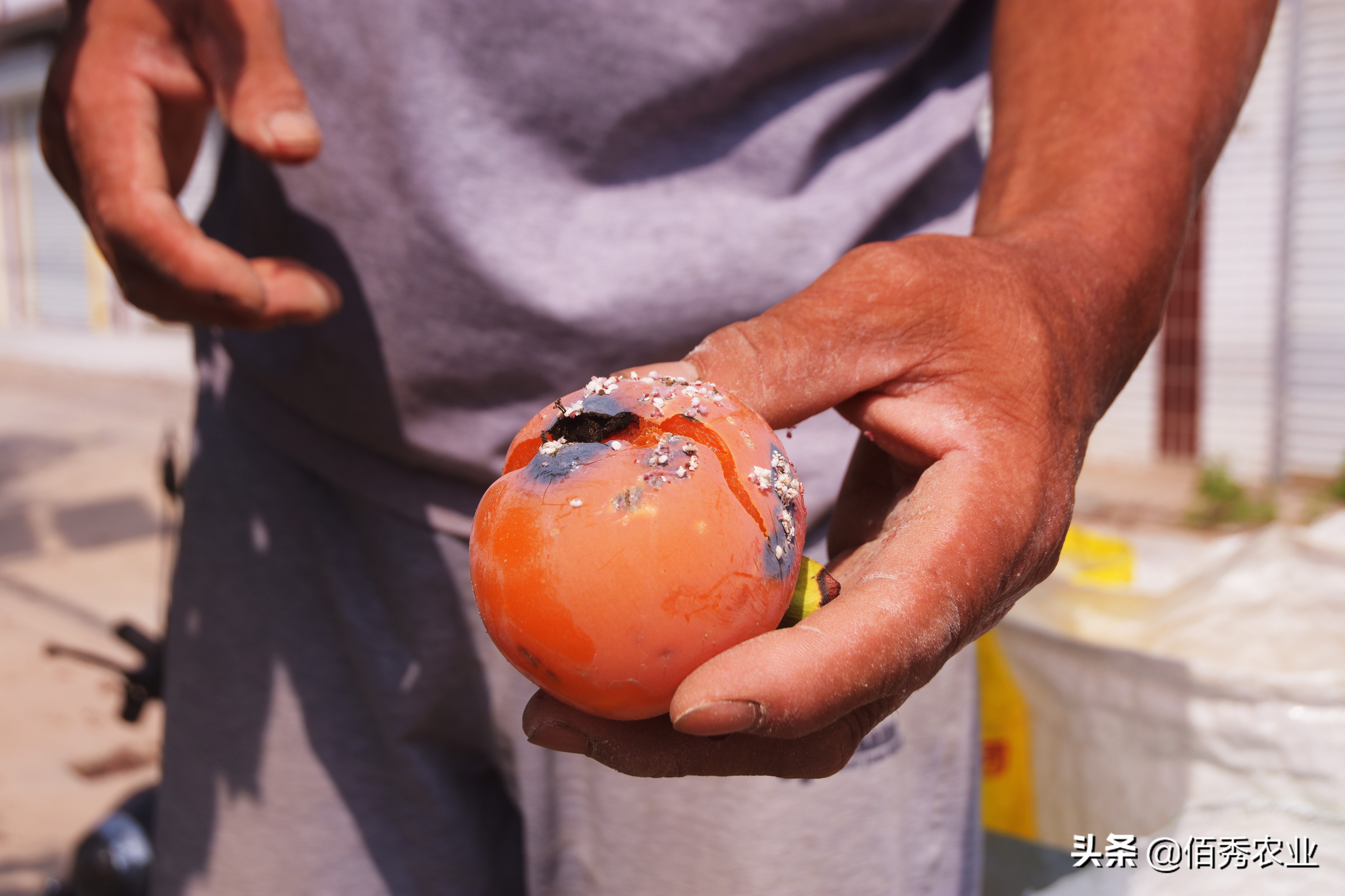 柿子树上有白点，按压有“血液”，喷农药效果差，有防治妙招吗？