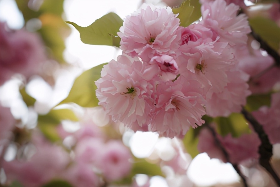 梅李桃樱杏如何区分,梅杏桃李樱梨海棠怎么区分