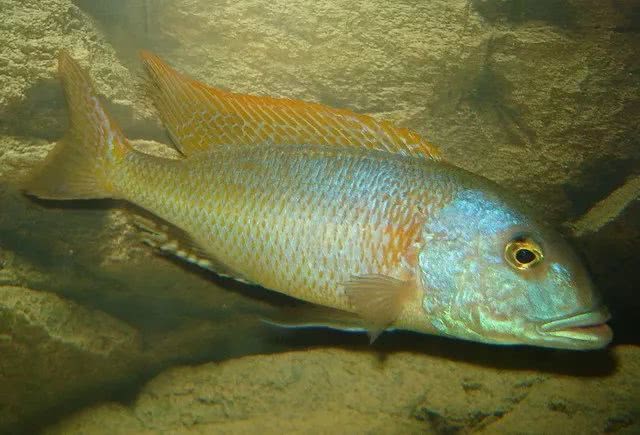 闈炴床鎱堥卜,闈炴床鎱堥卜浠嬬粛