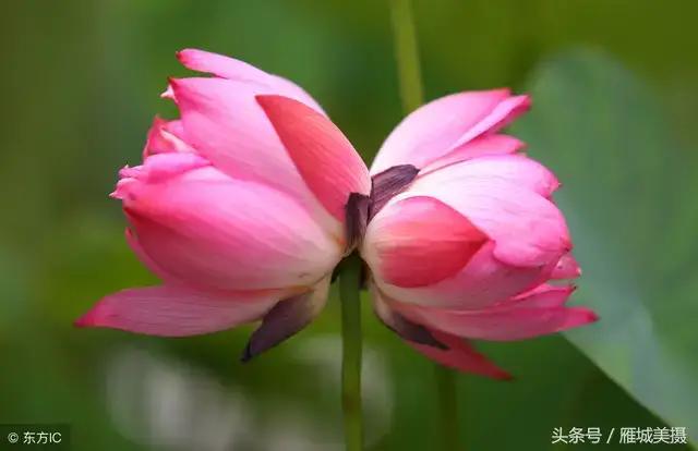 并蒂莲七绝二首,并蒂莲七绝诗