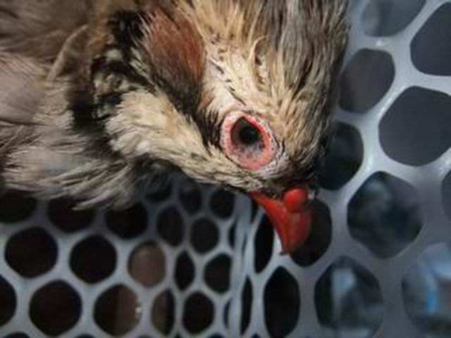 鸡眼睛流泪是怎么回事,鸡单侧眼肿流泪是啥病