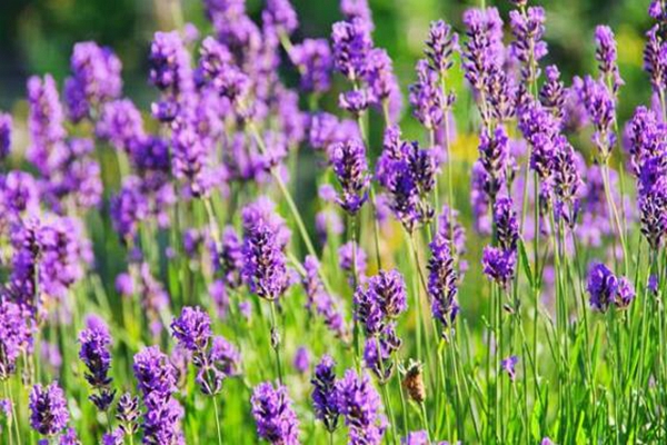 室内驱蚊子最有效的盆栽小妙招,家里种什么盆栽可以驱蚊