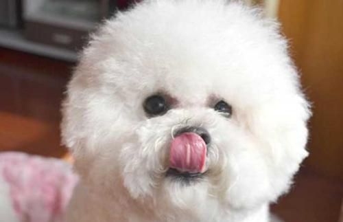 比熊犬体臭解决方法,比熊犬怎么去除异味