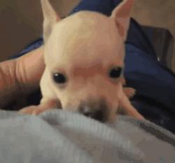 可爱可奶呆萌的小奶狗,可爱呆萌小奶狗