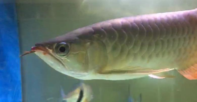 龙鱼蒙眼用蒙眼药可以治好吗,龙鱼蒙眼用蒙眼康好使吗