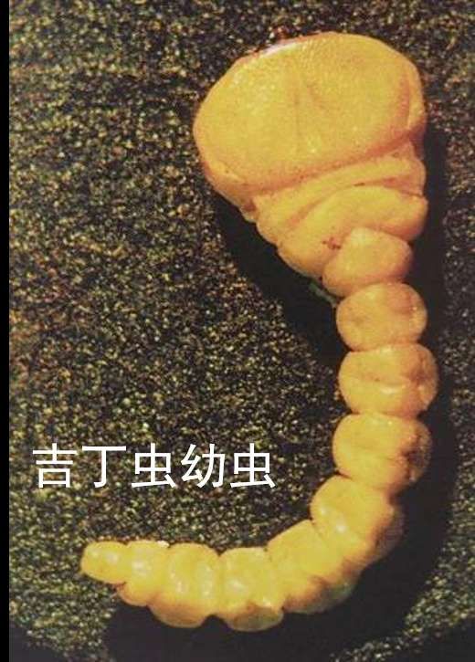 蛀干害虫用什么药,蛀干害虫的生活习性及防治方法